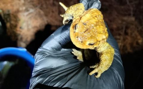 Richiesta di volontari per la protezione degli anfibi