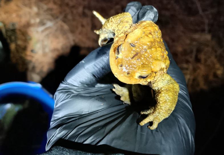 Richiesta di volontari per la protezione degli anfibi