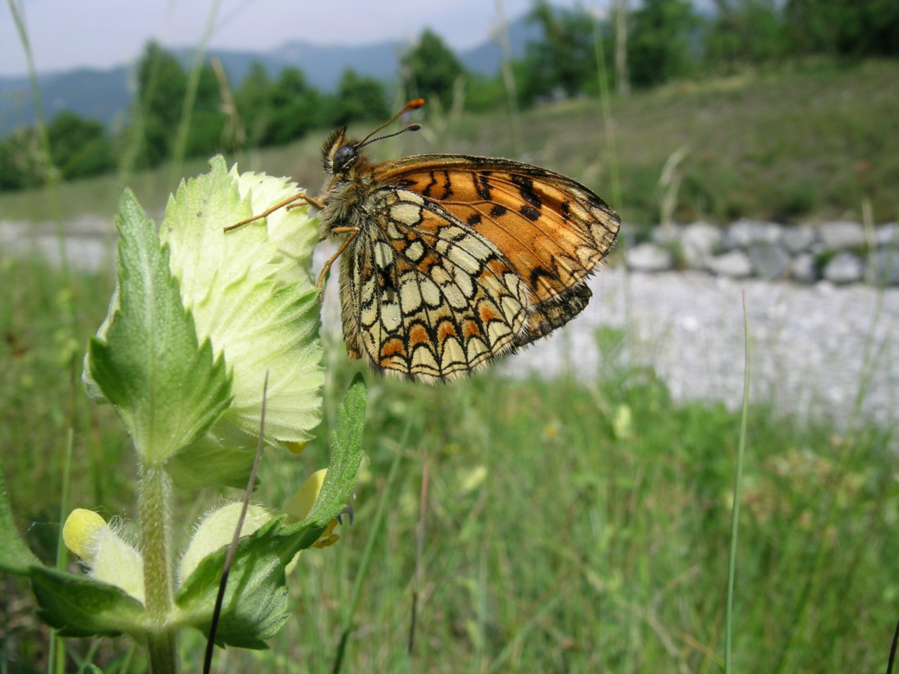 Agrinatura 2026: Il Parco Valle del Lambro e gli impollinatori protagonisti
