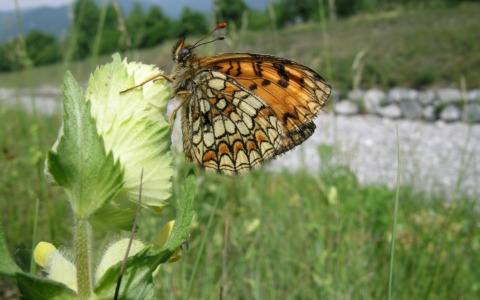 Agrinatura 2026: Il Parco Valle del Lambro e gli impollinatori protagonisti