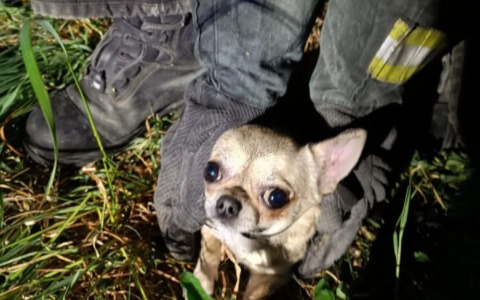 Cane salvato dai pompieri in una tubazione