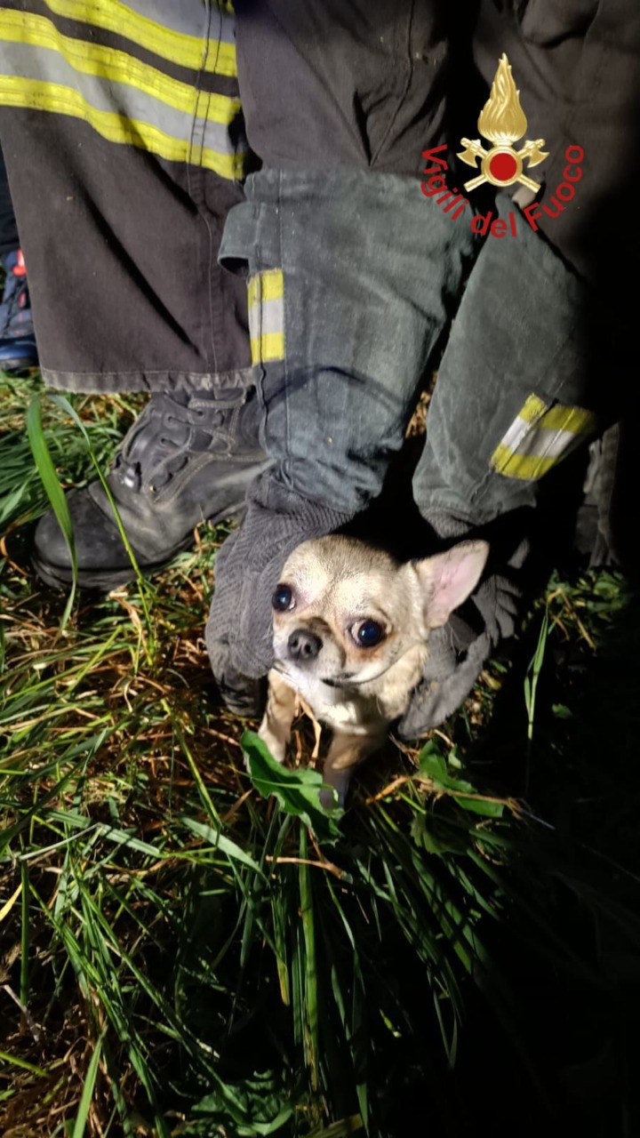 Cane salvato dai pompieri in una tubazione