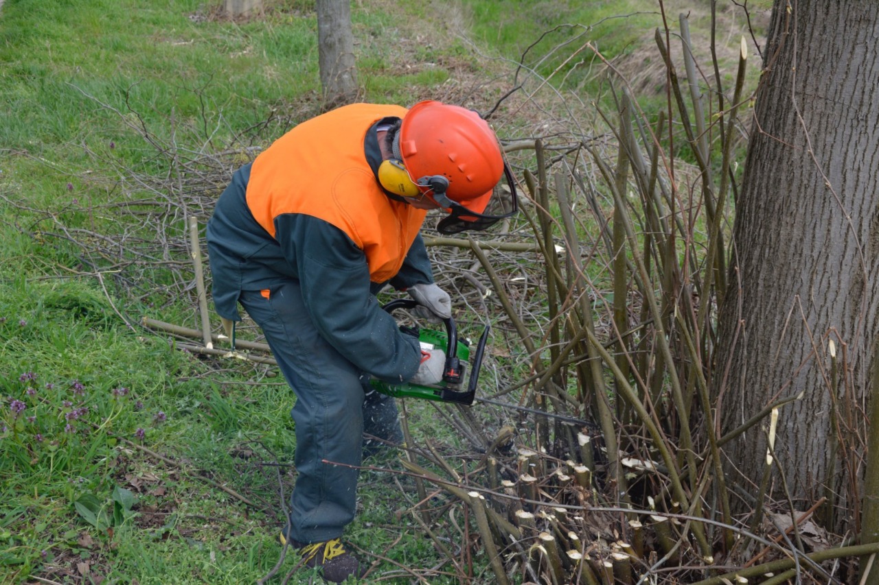 Modifiche alla viabilità lungo la SP28 per potatura