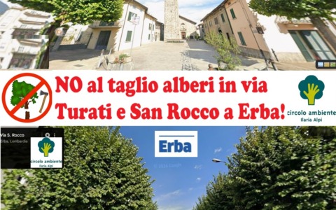 Protesta contro l’abbattimento dei tigli: raccolta firme e manifestazione