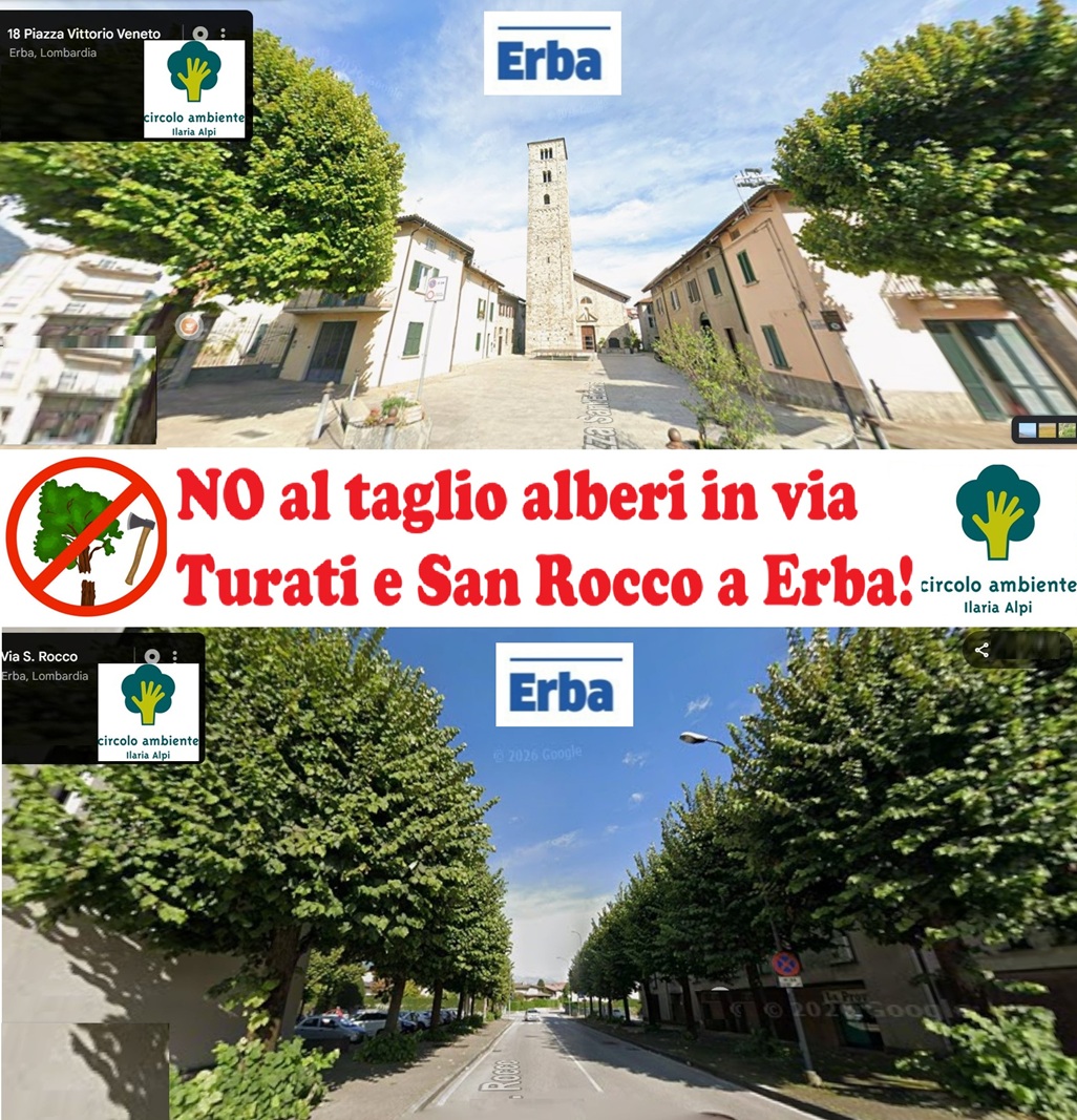 Protesta contro l’abbattimento dei tigli: raccolta firme e manifestazione