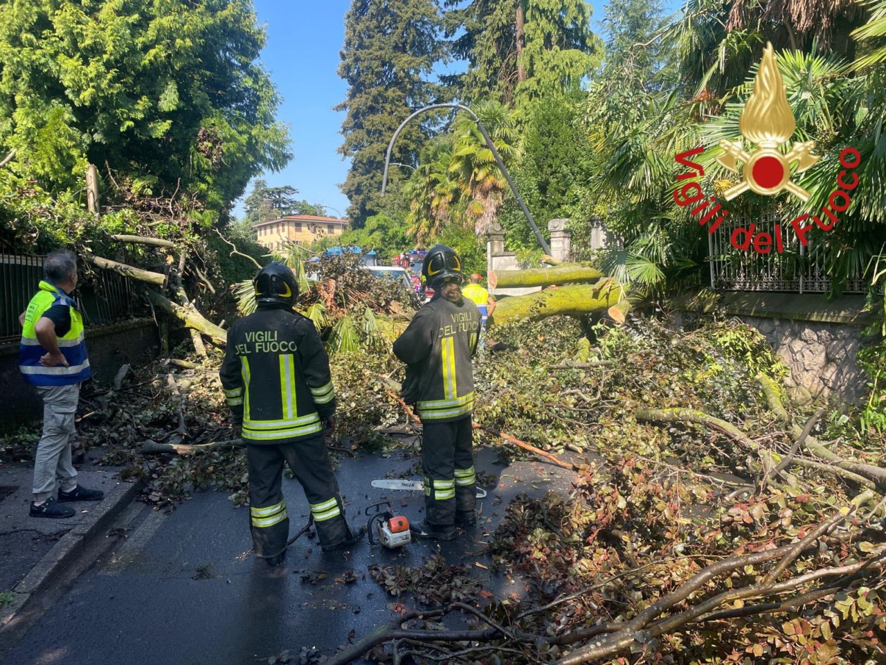 Un albero crolla su un furgone, autista illeso per miracolo