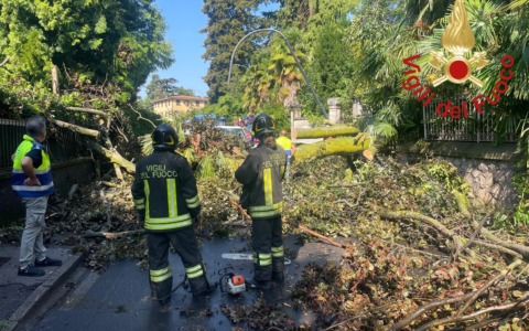 Un albero crolla su un furgone, autista illeso per miracolo