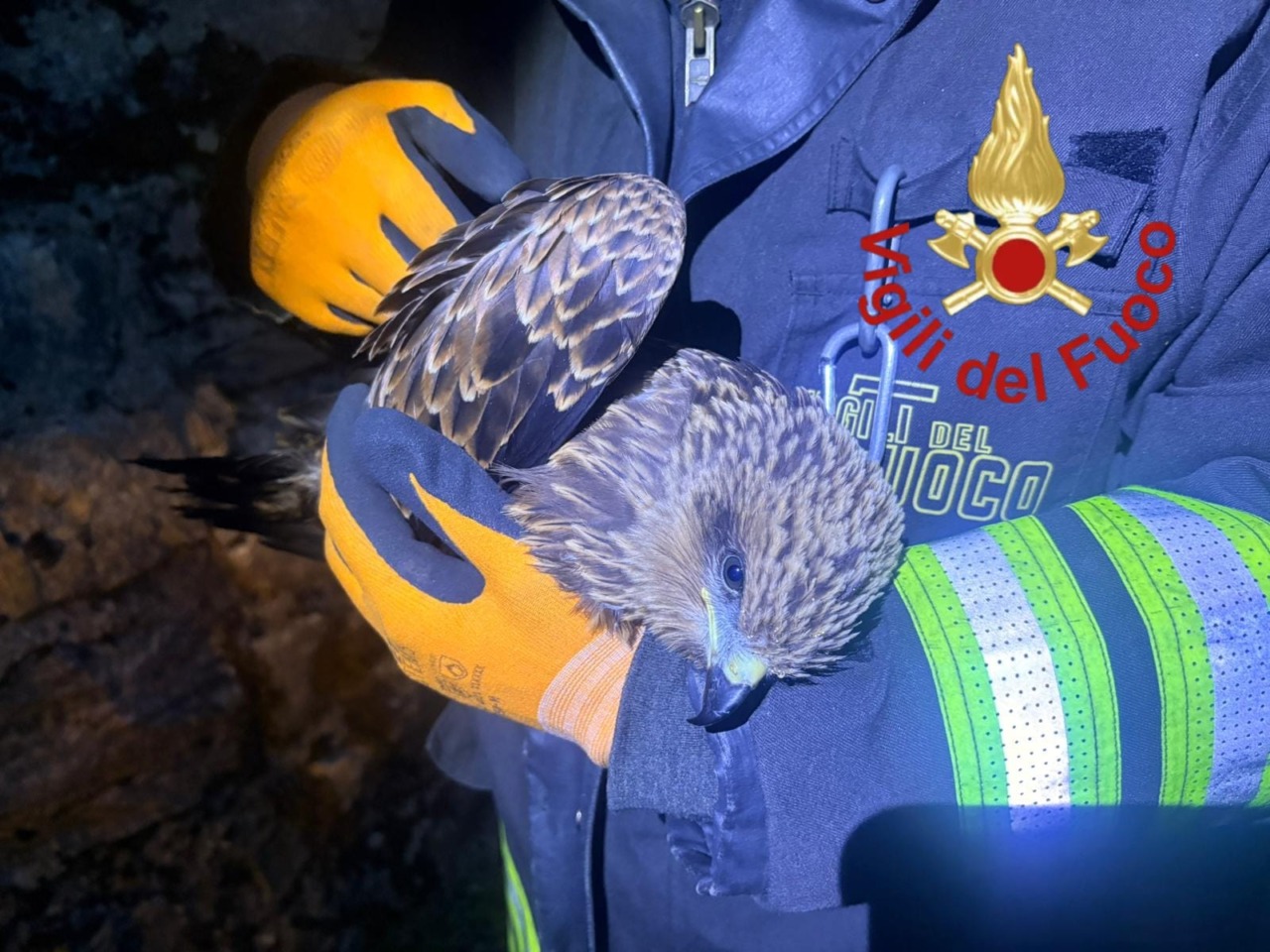 Vigili del Fuoco in azione per un Nibbio al Lago del Segrino